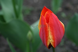 花卉,郁金香,芽