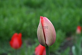 花卉,郁金香,芽