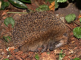 刺猬,動物,帶動