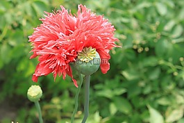 膠囊,鮮花,中藥