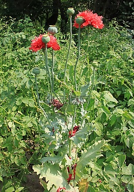 膠囊,鮮花,中藥