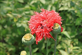 膠囊,鮮花,中藥