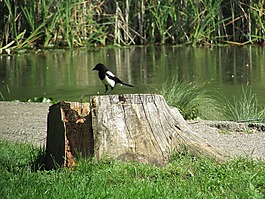 喜鵲,湖,樹(shù)