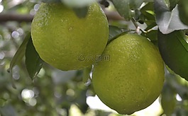 酸橙,水果,檸檬酸