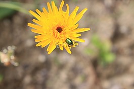 花,甲蟲，昆蟲,黃色