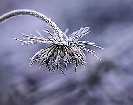 植物,花,季節