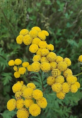 艾菊,鮮花,性質(zhì)