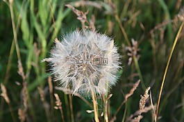 蒲公英,花卉,性質(zhì)