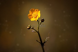 毛茛,花,hahnenfußgewächs