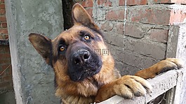 狗,德國牧羊犬,動物