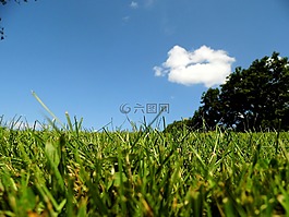 自然,草,樹