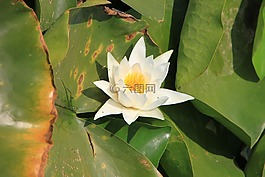 水百合,蓮花,湖