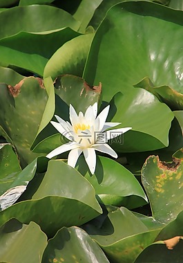 水百合,蓮花,湖