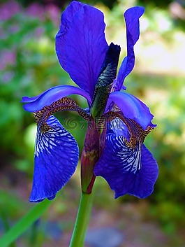 花,廠,藍(lán)色