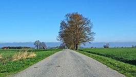 道路,離,樹木