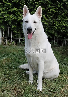白色的牧羊人,狗,瑞士牧羊犬