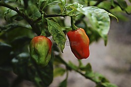 aji,辣椒,種植