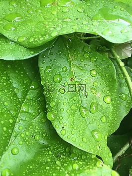 绿色,水,植物