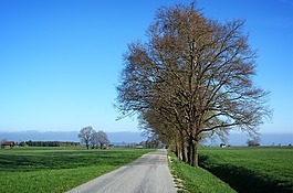 道路,離,樹木