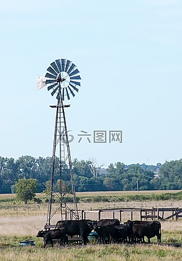 风车,奶牛,草原