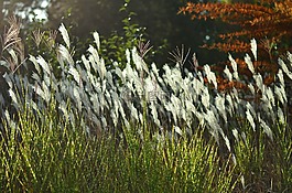 植物,春,日落