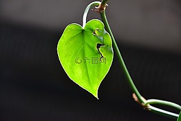 植物,叶,美容