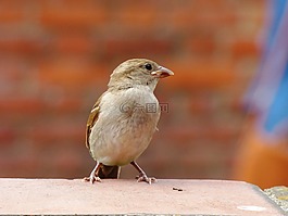 鳥(niǎo),野,性質(zhì)