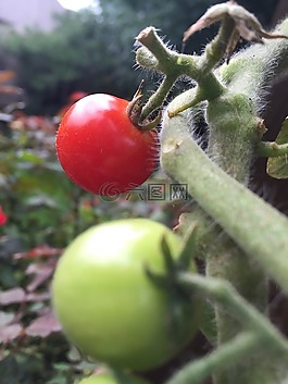 綠色,蔬菜,水
