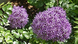 開花,鮮花,紫