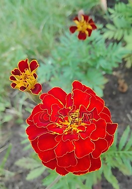 鮮花,性質(zhì),萬壽菊