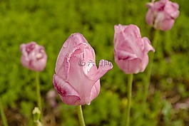 花,自然,植物區(qū)系