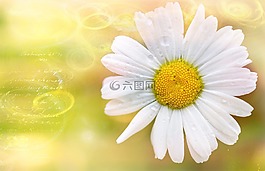 瑪格麗特,花,廠