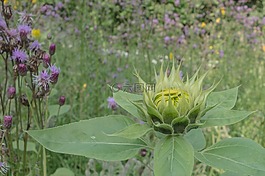太陽(yáng)花,開(kāi)花,盛開(kāi)