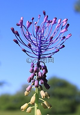 藍色,comosa,鮮花