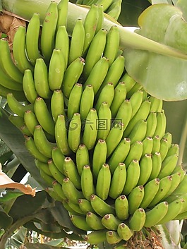 香蕉,特內(nèi)里費(fèi),人工林