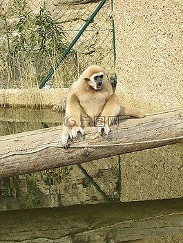 猴子,動(dòng)物園,動(dòng)物