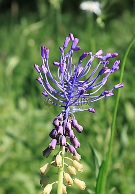 藍色,comosa,鮮花