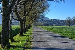 道路,離,樹木