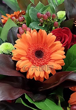 花卉,橙色,鮮花