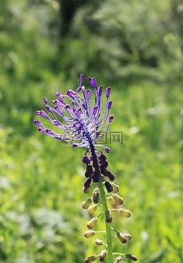 藍色,comosa,鮮花