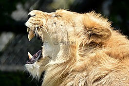 獅子,動物,哺乳動物