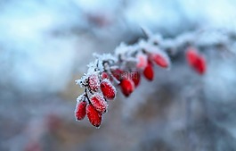 冬天,雪,弗羅斯特