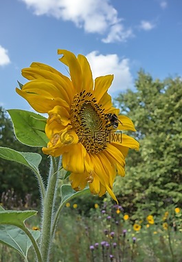 太陽(yáng)花,開花,黃色