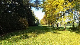 草,花園,綻放