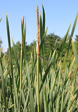 bulrushes,绿色,侵入的