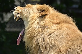 獅子,動(dòng)物,哺乳動(dòng)物