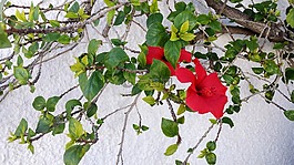鮮花,門面,西班牙