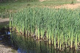 bulrushes,绿色,侵入的