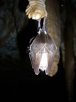 蝙蝠,休眠狀態(tài),洞穴