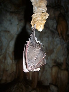 蝙蝠,休眠狀態(tài),洞穴